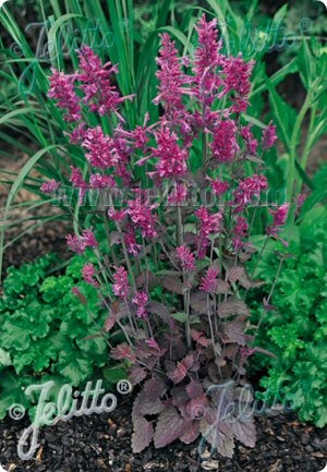 Agastache rugosa 'Korean Zest'