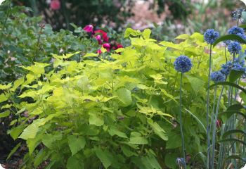 agastache golden jubilee