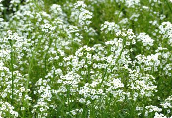 Alyssum 'Carpet of Snow'