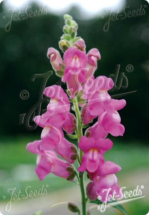 Antirrhinum majus ssp. majus
