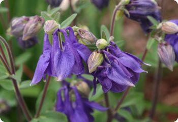 aquilegia alpina