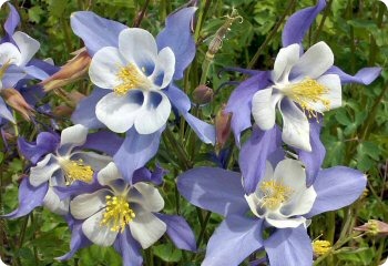 Aquilegia caerulea