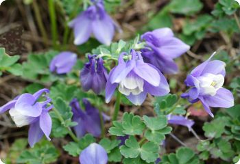 aquilegia flabellata ministar