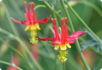 Aquilegia formosa