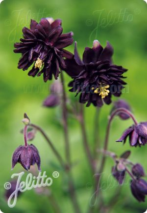 aquilegia vulgaris black barlow