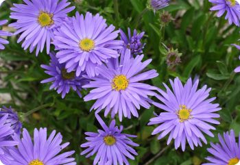 Aster alpinus 'Goliath'