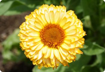 Calendula 'Pink Surprise'