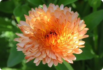 Calendula 'Zeolights'