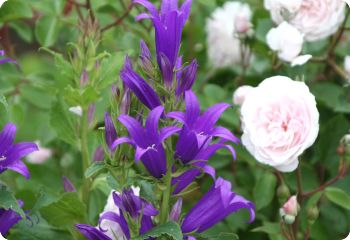 campanula latifolia brantwood