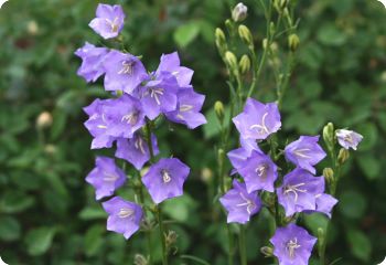 Campanula persicifolia Telham Beauty