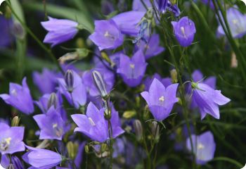 campanula rotundifolia