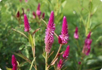 Celosia 'Sokoyokoto'