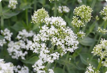 centranthus ruber alba