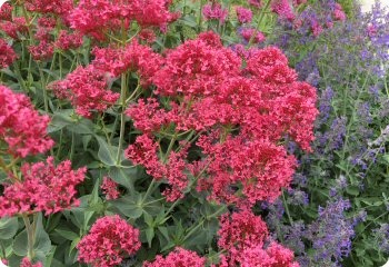 centranthus ruber coccineus