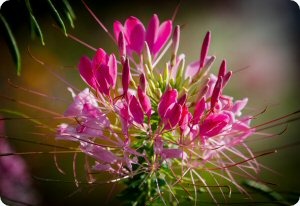 Cleome Rose Queen