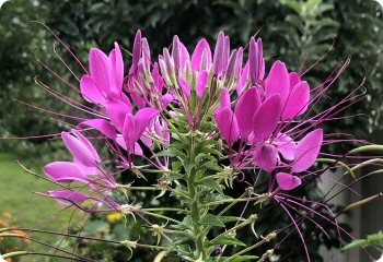 Cleome Violet Queen