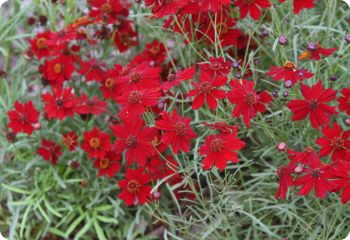 Coreopsis tinctoria 'Dwarf Red'