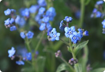 Chinese Forget Me Not Seeds, Cynoglossum Amabile