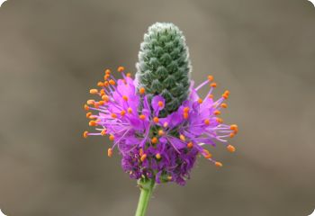 dalea purpurea