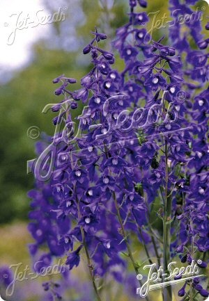Delphinium elatum