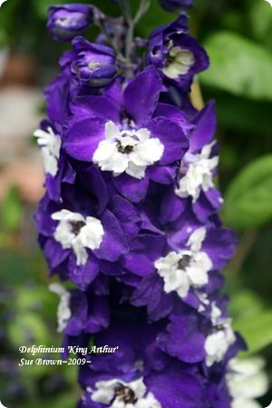 Delphinium 'King Arthur'