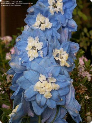 Delphinium 'Summer Skies'