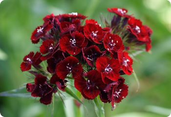 Dianthus barbatus 'Dunetti'