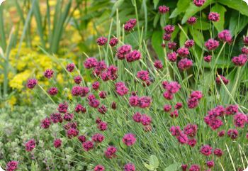 dianthus pinifolius