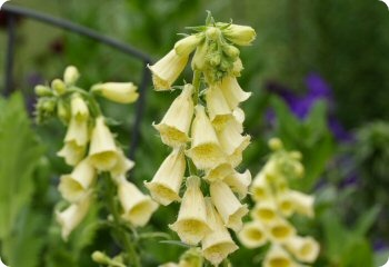 Digitalis floribunda