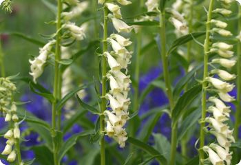 digitalis lutea