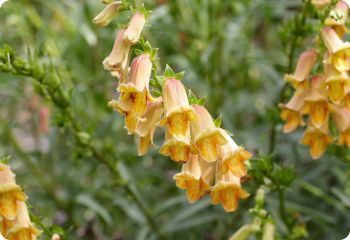 digitalis obscura