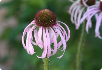 Echinacea pallida