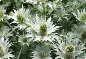 eryngium giganteum