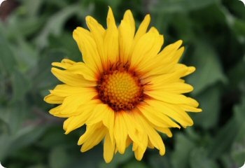 Gaillardia Amber Wheels