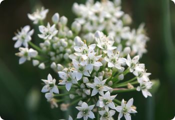 Garlic Chives