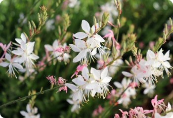 Gaura lindheimeri