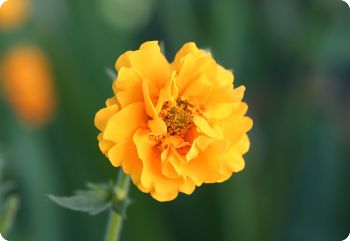 geum lady stratheden