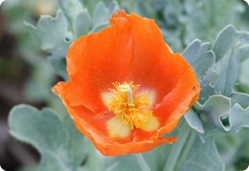 Glaucium 'Burnt Orange'