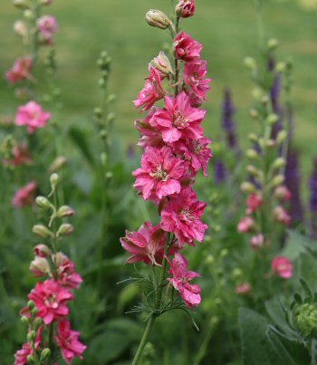 Larkspur 'Fancy Rose Striped'