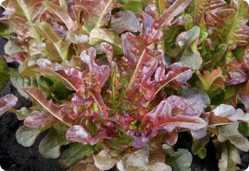 Lettuce 'Bronze Arrow'