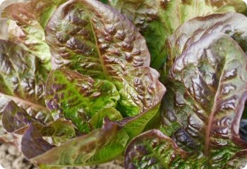 Lettuce 'Marvel of Four Seasons'