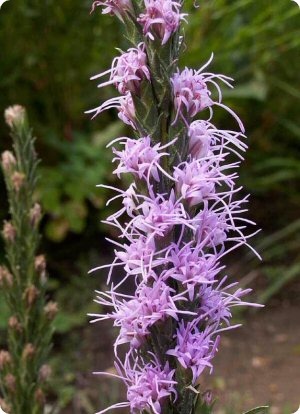Liatris punctata