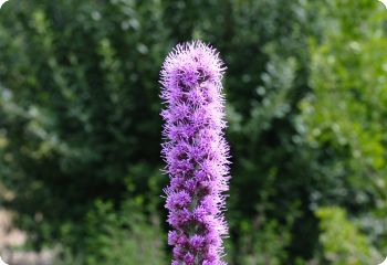 liatris pycnostachya