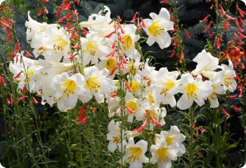 Lilium regale Album