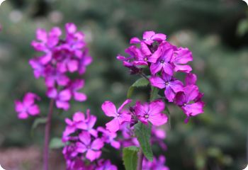 lunaria annua