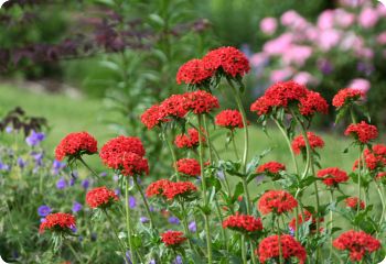 Lychnis chalcedonica