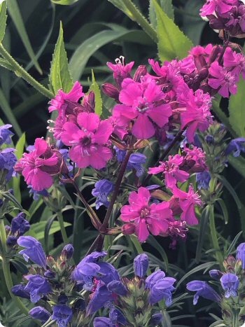Lychnis viscaria Feuer