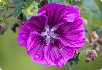 Malva sylvestris Mauritanica