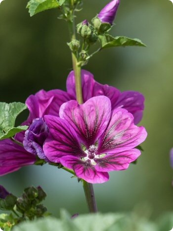 Malva sylvestris ssp. mauritiana
