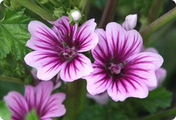 malva sylvestris zebrina